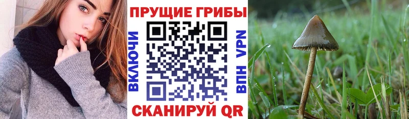 OMG как зайти  Полесск  Галлюциногенные грибы ЛСД 
